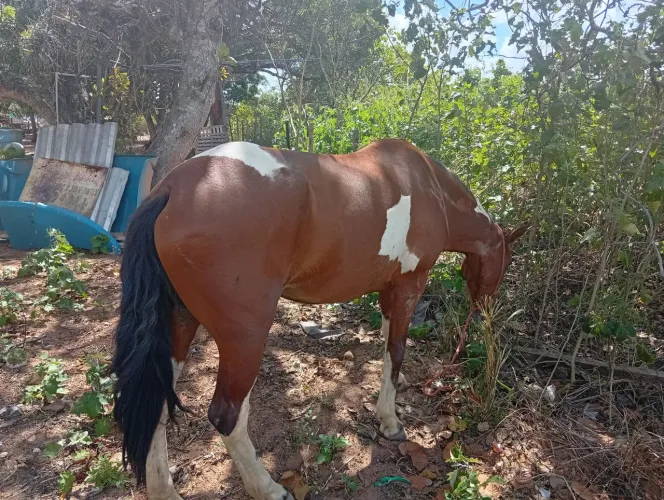 Égua mansa de esteira