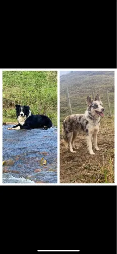 Filhotes de Border Collie