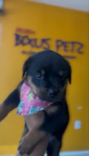Rottweiler Fêmea disponível