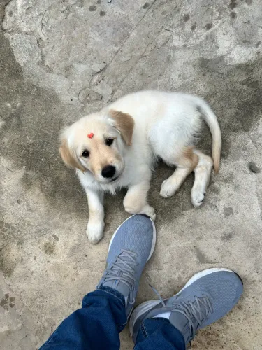 Vendo Golden Retriver 