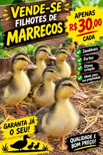 Marrecos filhotes 