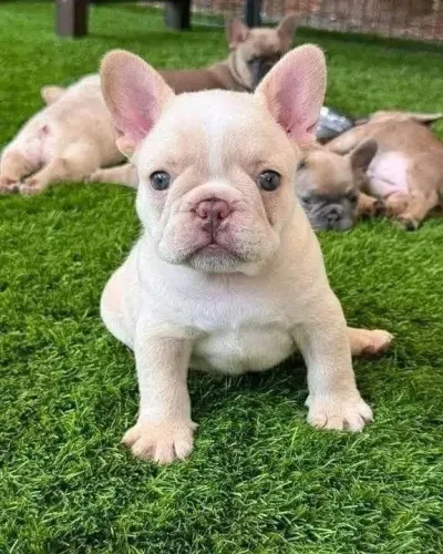 Vendo filhote de buldogue francês 