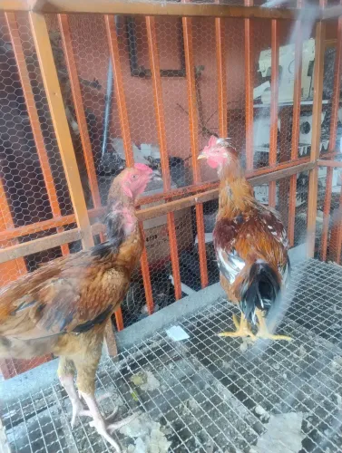 Frango indio gigante 