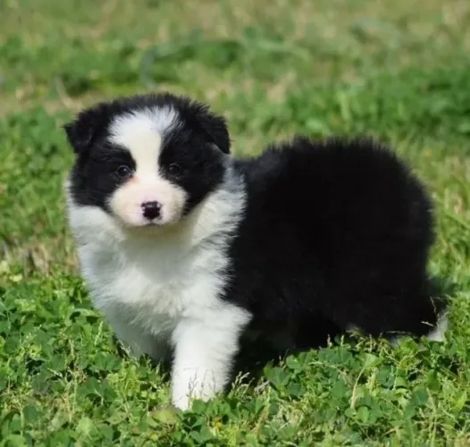 Border Collie Amor que se ajusta às mudanças do dia