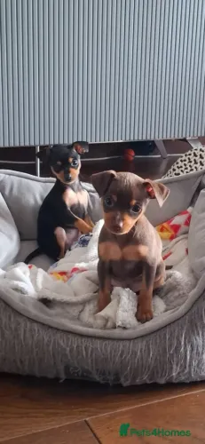 Filhotes de Pinscher/Pincher com Linhagem Selecionada Macho e Fêmea SP