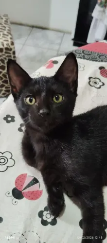 Doando gatinhos - 3 meses.