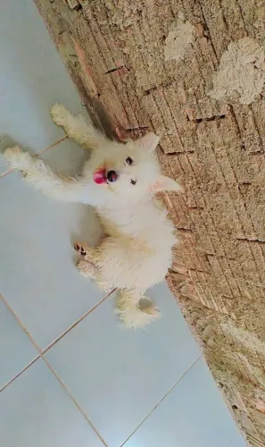 Doando cachorrinha