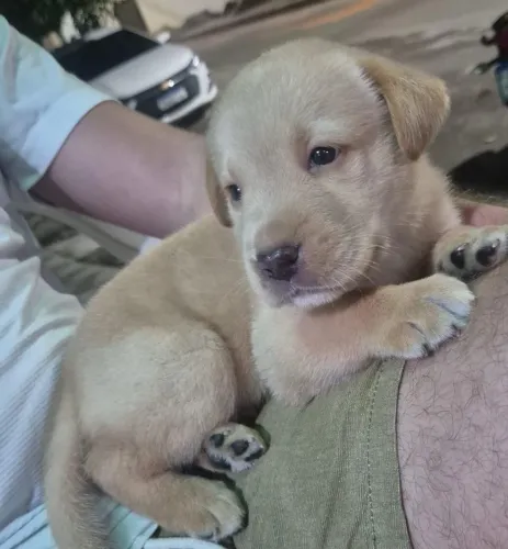 Vendo labrador filhote macho