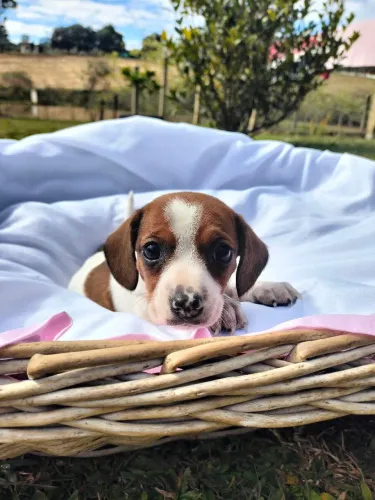Cachorro