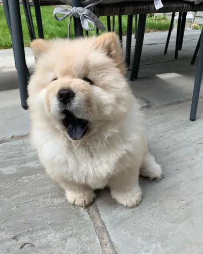 Chow Chow Filhotes selecionados para famílias apaixonadas por pets