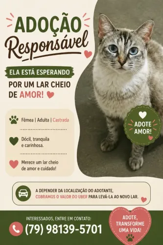 Gata para adoção 