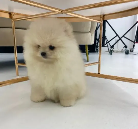 Cachorro Spitz Alemao filhote bem cuidado venha ver
