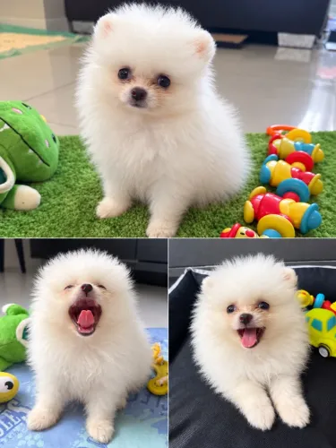 Filhote de Lulu da Pomerania Anão Macho