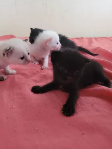 Gatos para adotar