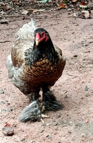FRANGA BRAHMA DISPONÍVEL!