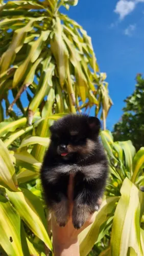 Spitz Alemão Anão, Lulu Da Pomerania 