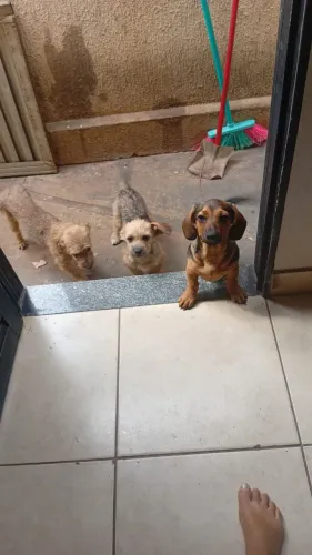 3 cadelas