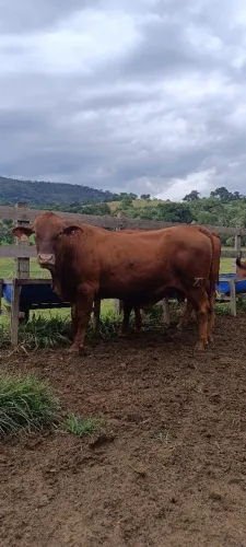 Vd Touro Senepol PO