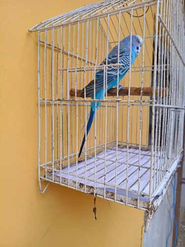 Gaiola 