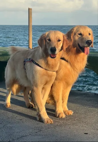 Filhotes de Golden retriever para reserva