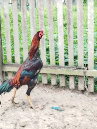 Vendo frangos.