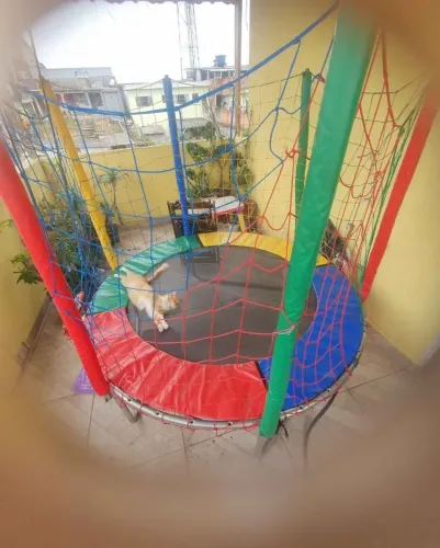 Pula pula , cama elástica 