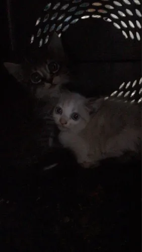 Gato