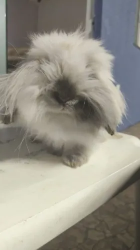 Coelha Fuzzy Lop