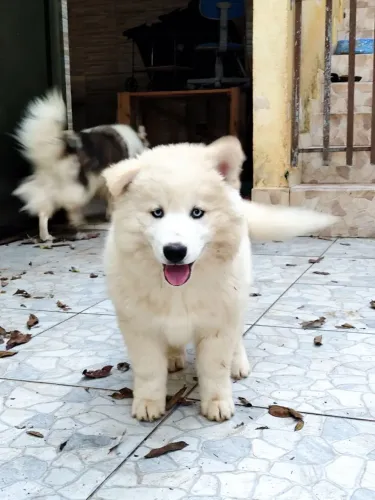 Filhote Husky Siberiano Branco Wooly