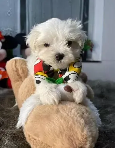Maltês Difícil não se apegar a esse cachorro