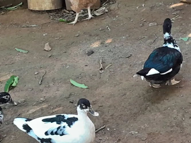 Vendo esses patos baratinho zap * se realmente tiver interesse agente negocia 