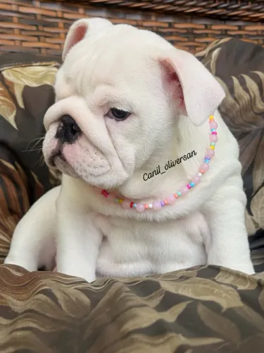 Buldogue Inglês