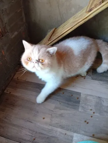 Gato perça exótica macho