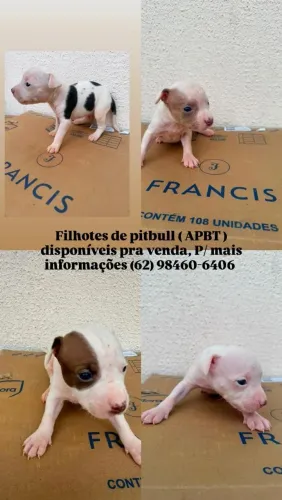 Pitbull (APBT) Filhotes