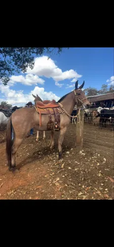 Mula de Patrão