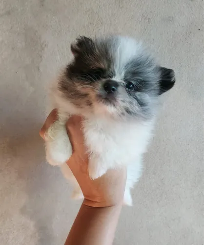 Mini Lulu da Pomerânia Merle: Fêmeas e machos disponíveis