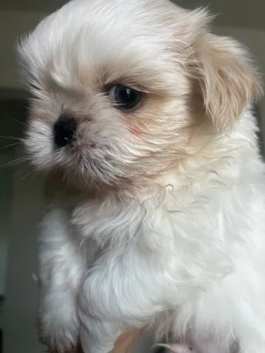 Shih Tzu filhote 