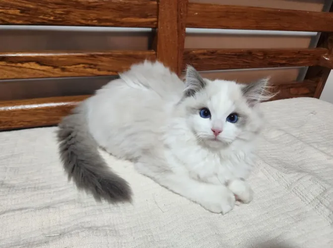 Filhote Ragdoll