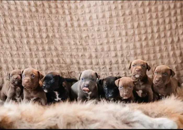 Pitbull Um amor que aprende seus gestos