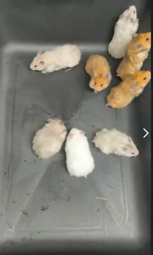 Roedores Hamster sírio angorá