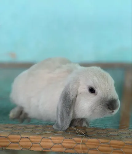 Coelho