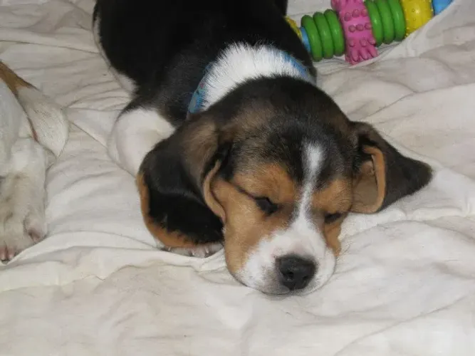 Beagle com garantia 