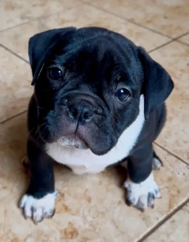 American bully exotic 