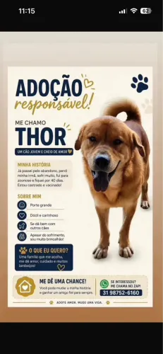 Adoção responsável