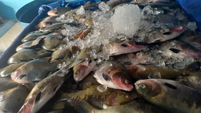 Peixe de tanque