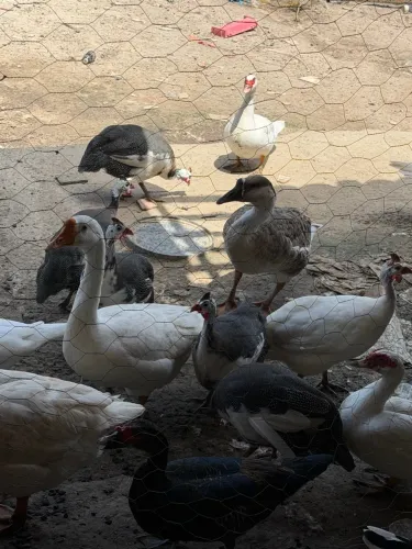 Catraio / galinha da Angola / capote a venda 100,00 
