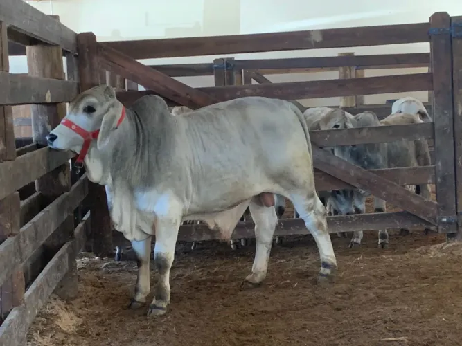 Terneiros, novilhos e touros da raça Brahman