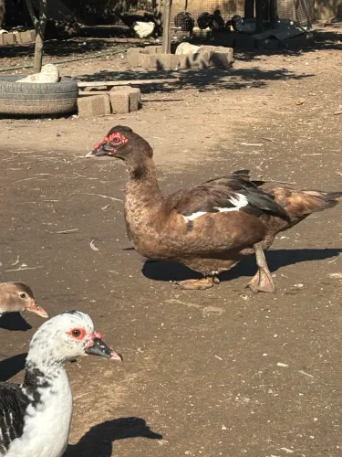 Pato macho chocolate 