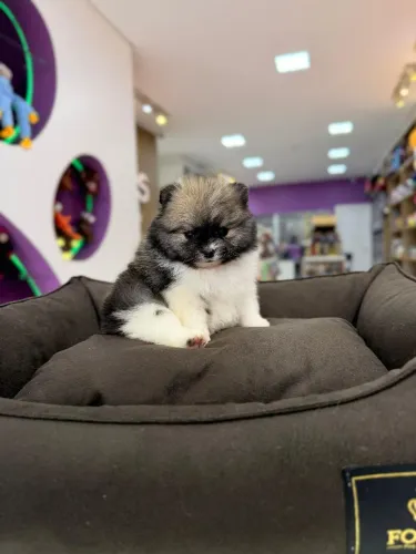 LULU DA POMERÂNIA ANÃO MACHO 