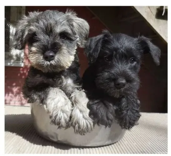 Schnauzer Machos e Femeas